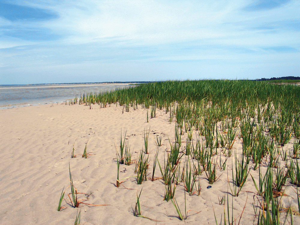 A Solar Still in the Sand