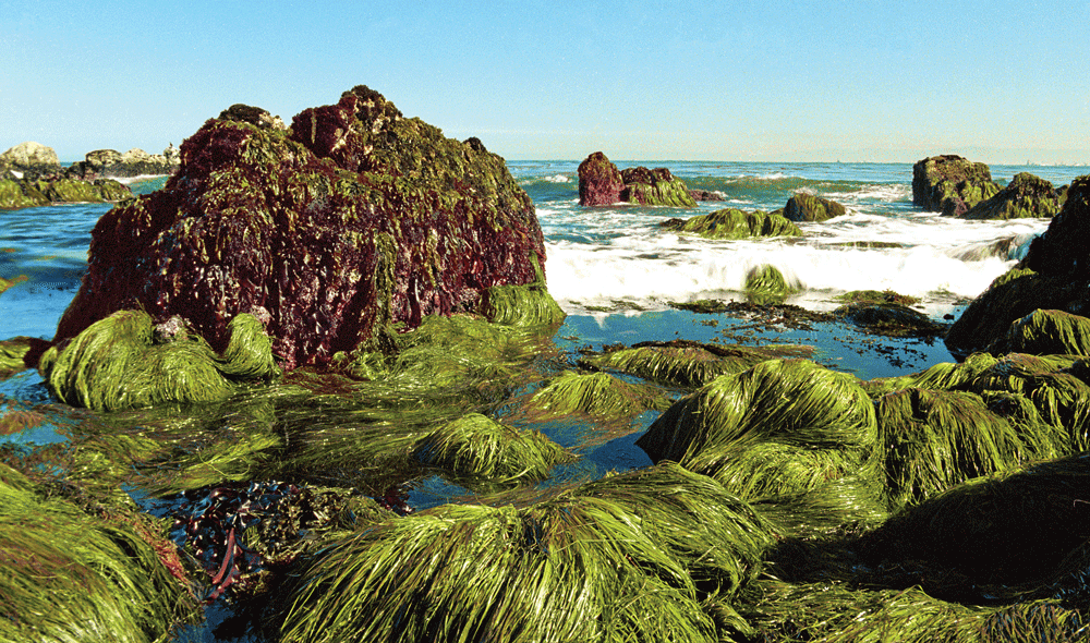 Seaweed as Survival Food