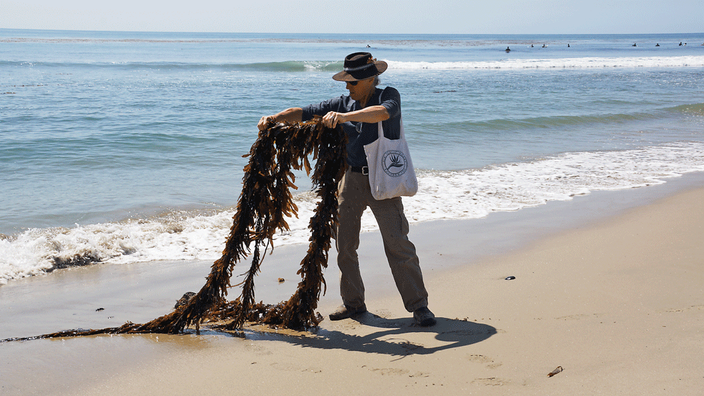 Seaweed as Survival Food American Outdoor Guide