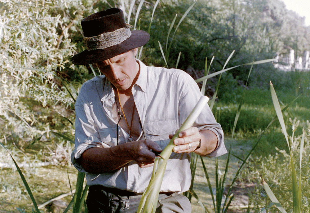 Cattails: King of the Waterways