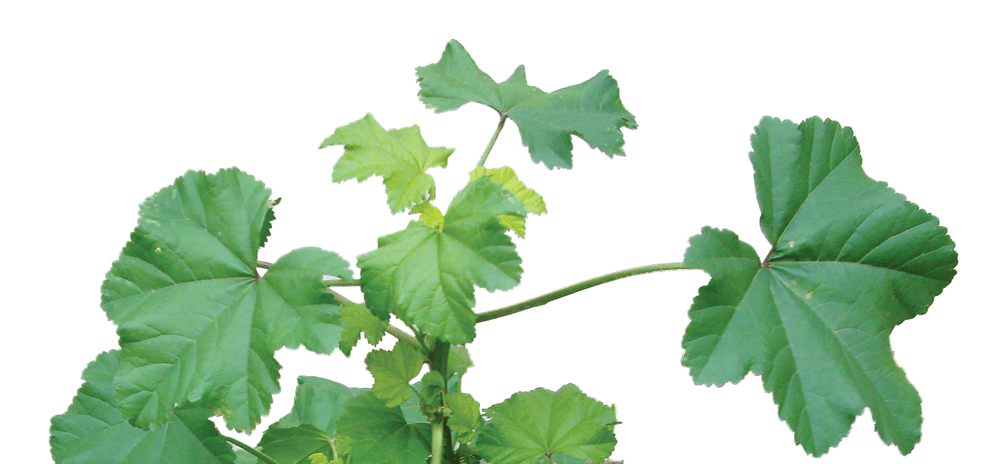 Edible Malva Parviflora