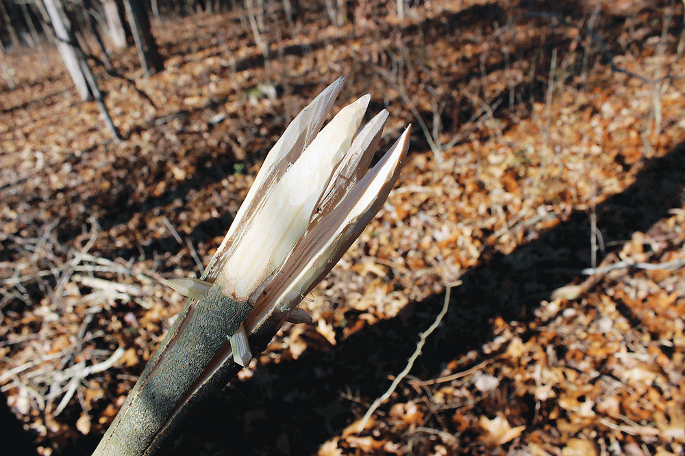 Straight to the Point Make your Own Survival Spear American Outdoor