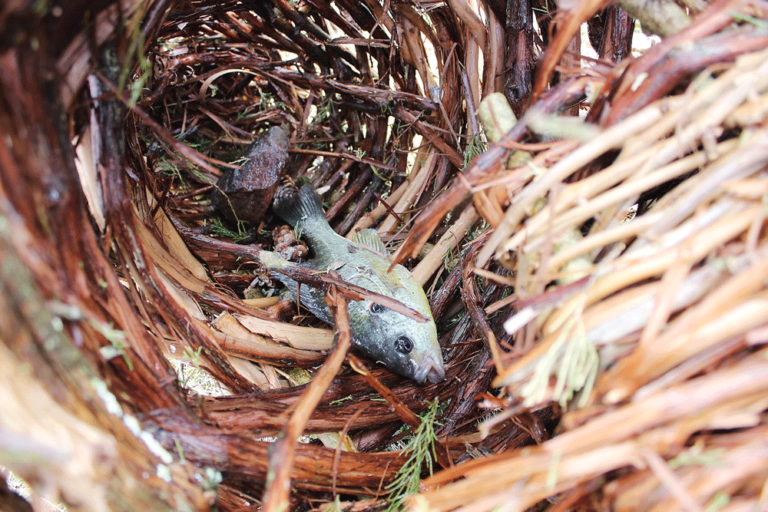 Native Fishing How to Build a Primitive Fish Basket Trap American