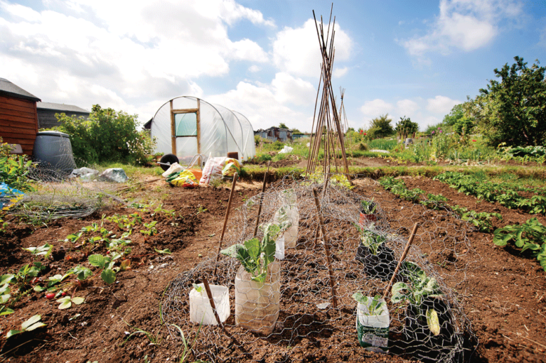 Planting Self-Sufficiency: Best Tips for Starting your Own Garden
