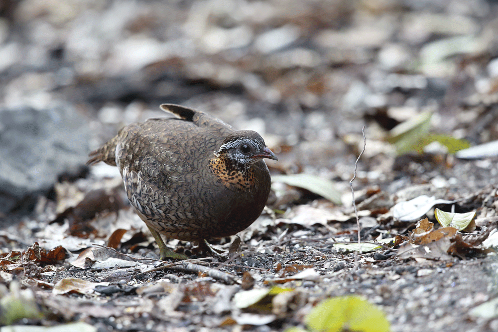 The Box Trap: An Ancient, Simple Method for Capturing Birds