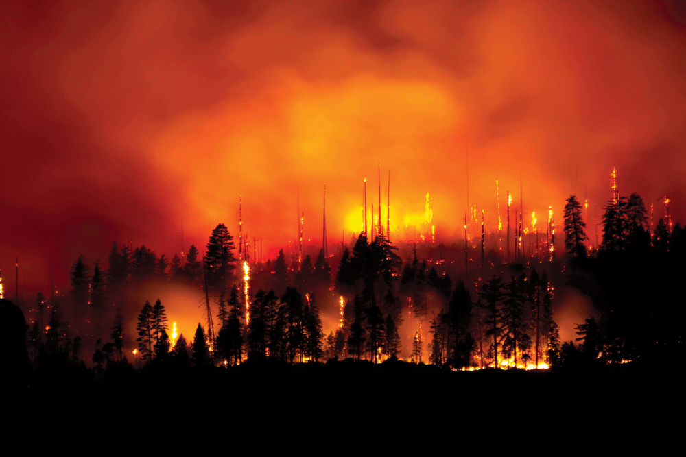 Scorched Earth: Surviving Nature's Wildfires
