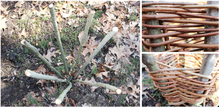 Native Fishing: How to Build a Primitive Fish Basket Trap - American ...