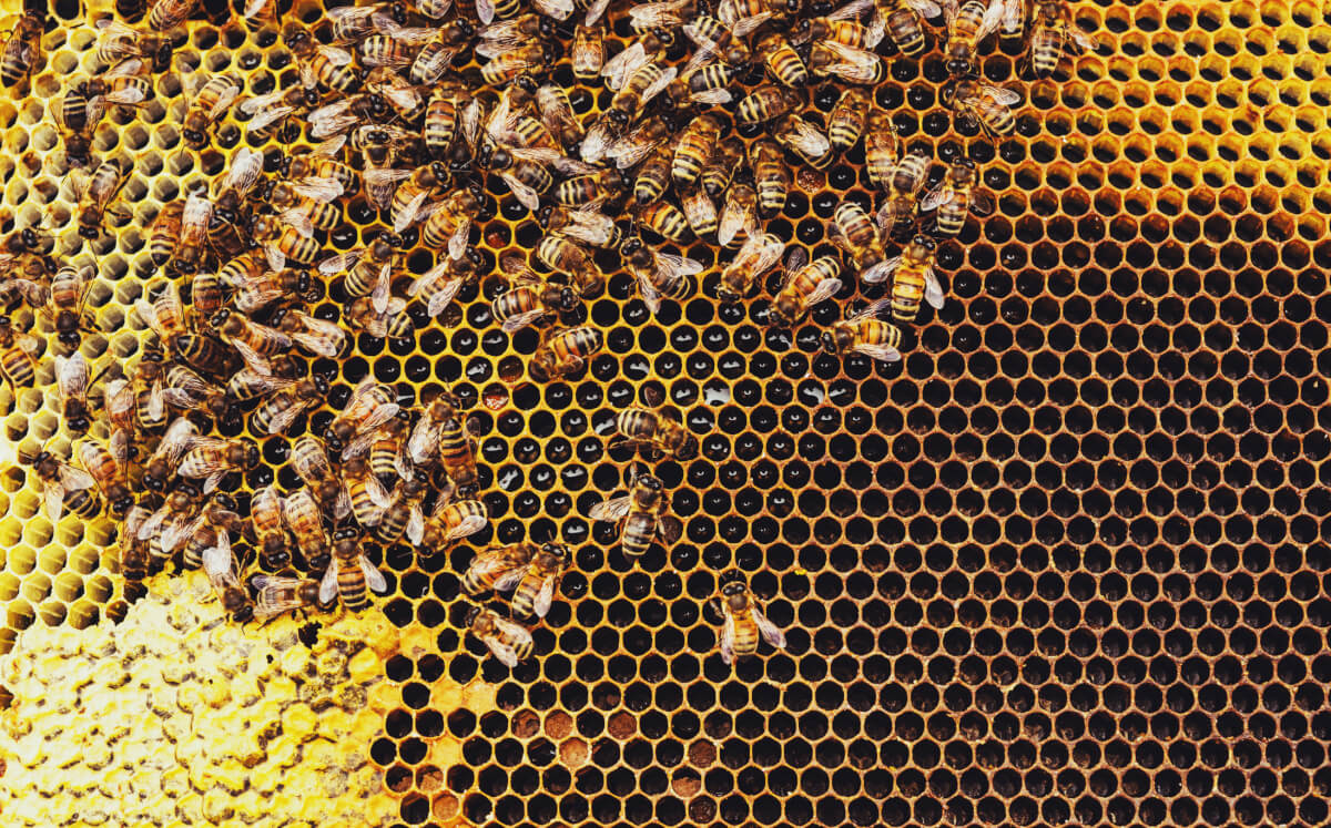 Killer Bees: How to Survive a Swarm Attack