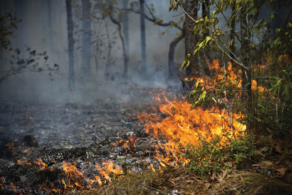 An Ounce of Prevention: Avoiding Wildfires