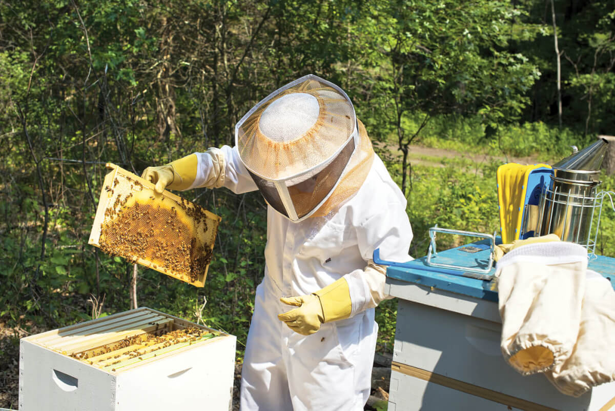 How Sweet It Is: The Benefits of Beekeeping