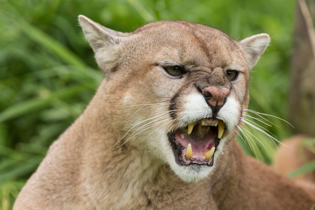 Preventing (And Surviving) a Mountain Lion Attack