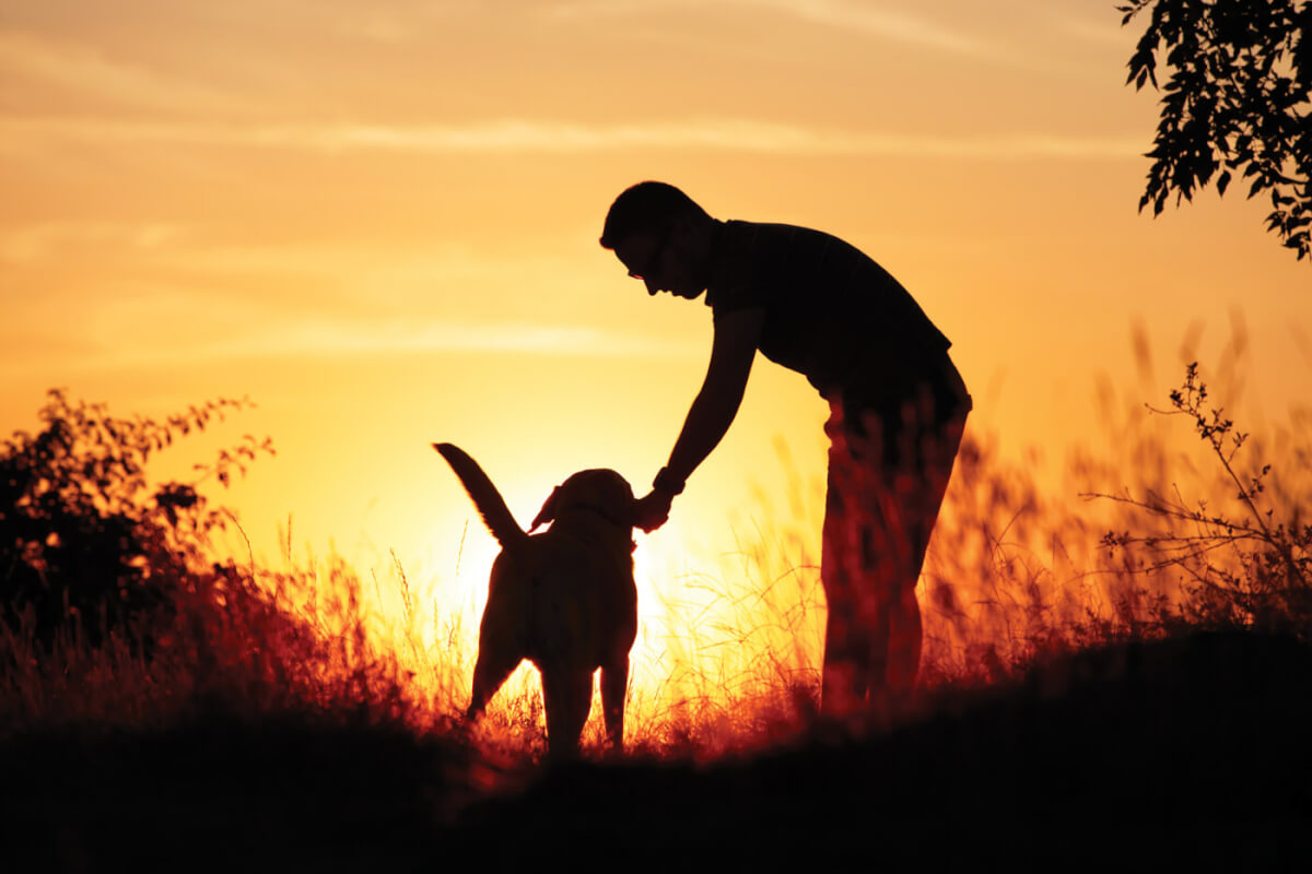 Man’s Best Friends: Finding the Perfect Canine Companion