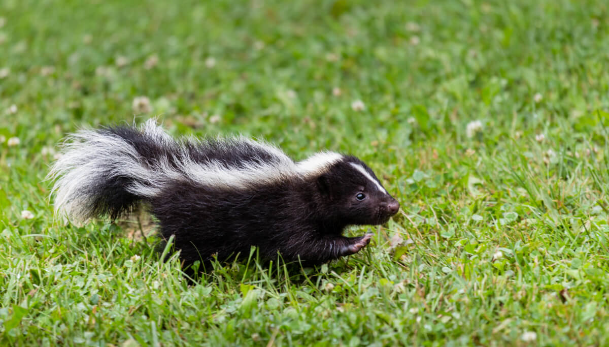 P.U.: How to Avoid and Treat Skunk Encounters