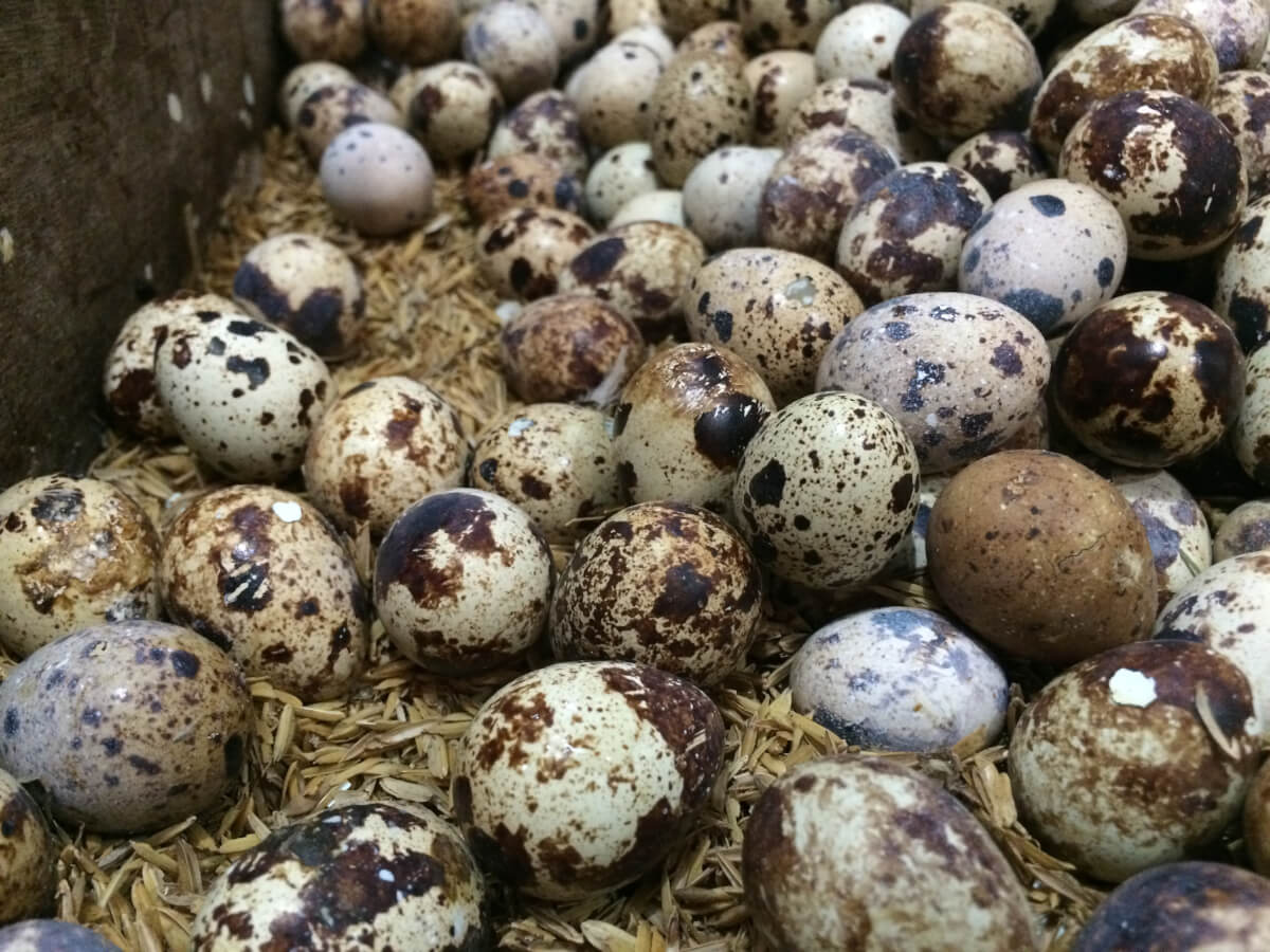 Why You Should Start Raising Quail