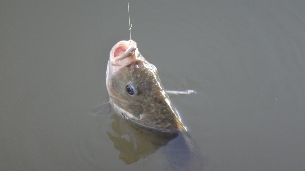 How To Make Homemade Fishing Lures: A Step-by-Step DIY Guide