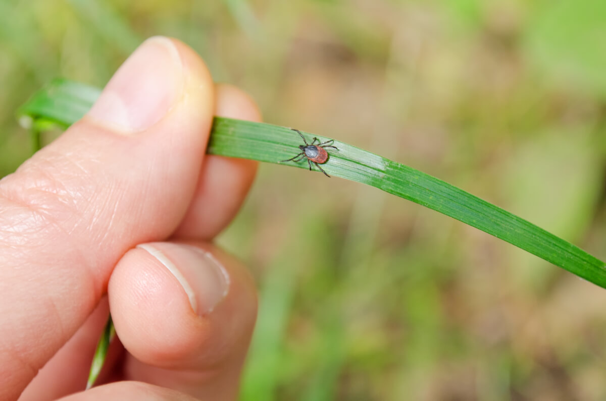 Don’t Get Ticked Off: Protect Yourself from Ticks