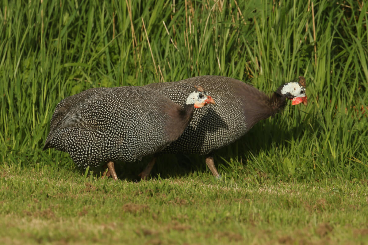 Feathered Feast: Dressing Game Fowl