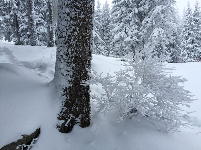 Barking Up the Right Tree: Tree Bark for Sustenance