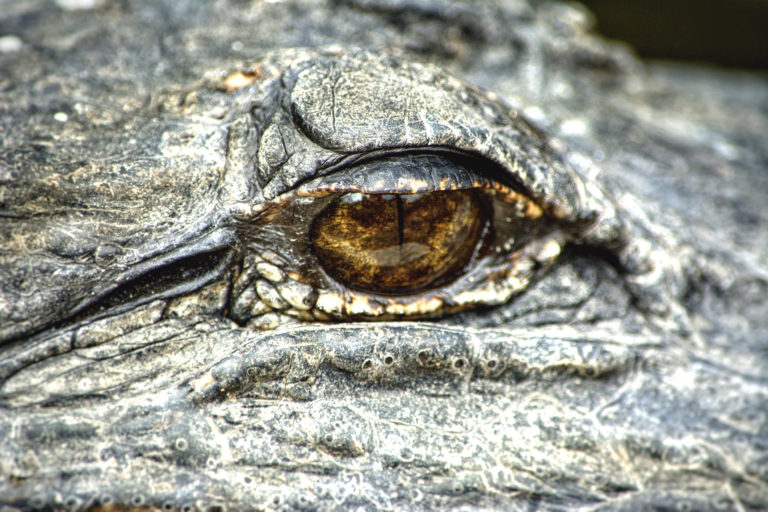 Gator Aid: Avoiding and Surviving an Alligator Attack