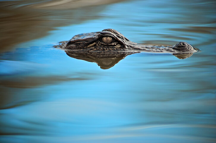 11-Foot Gator Invades Florida Family's Pool