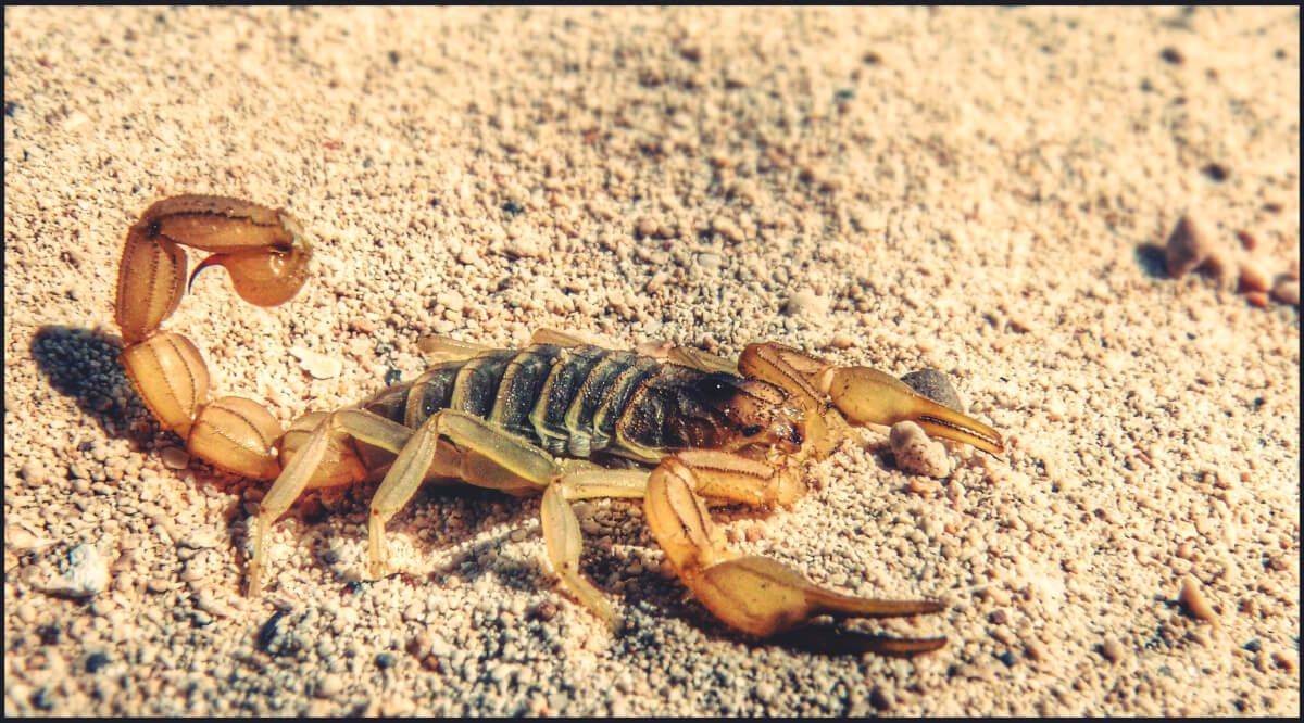 smallest scorpion in the world