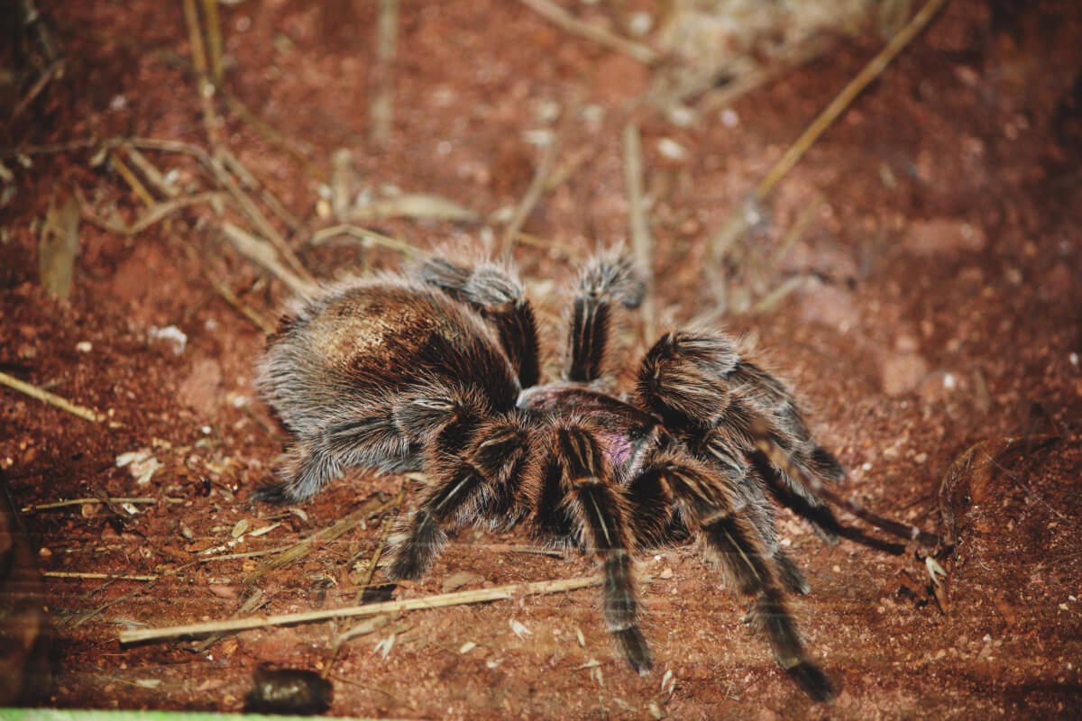 Spider Sense: Identifying the 5 Deadliest Spiders in the U.S.A.