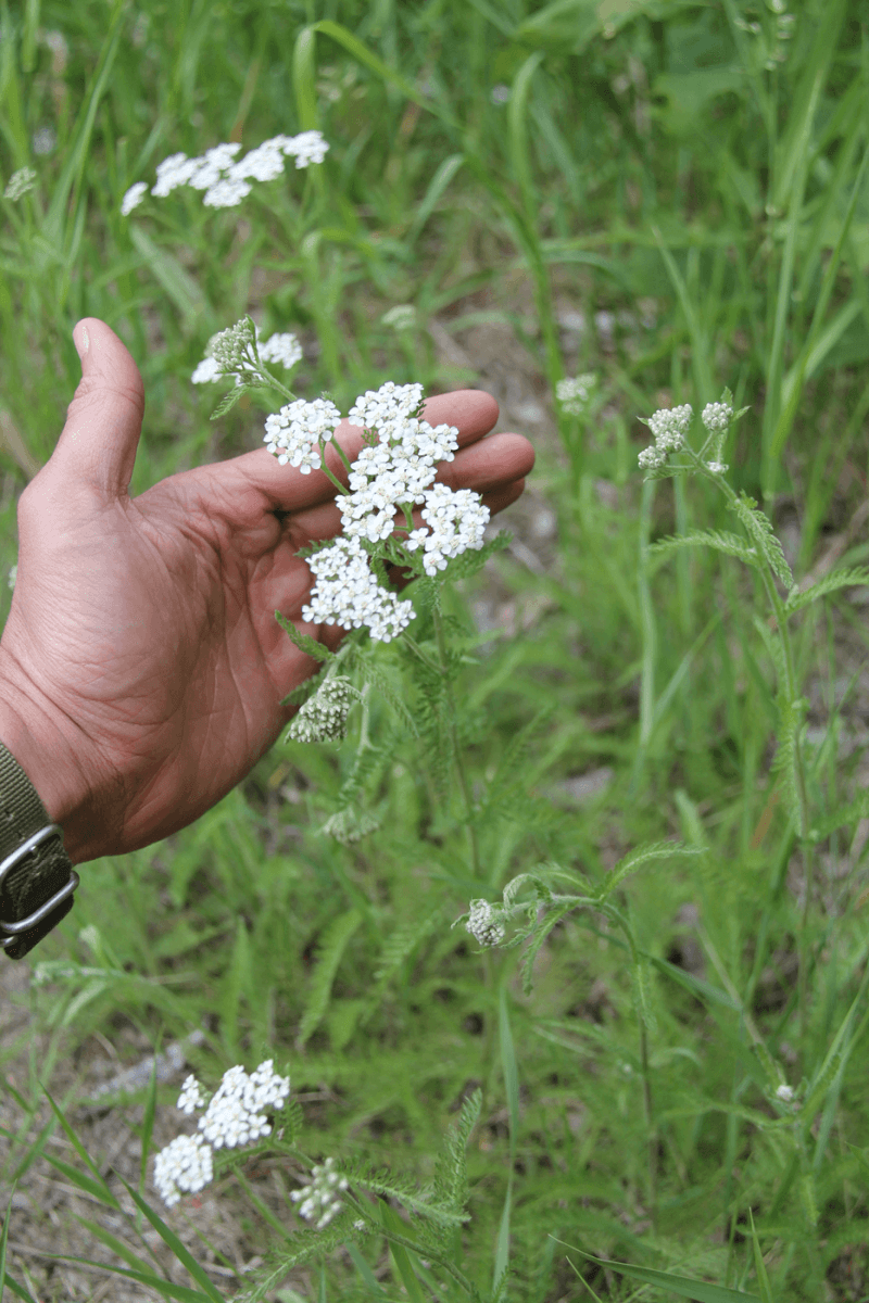 Plant Pharmacy: Plants for Food and Medicine