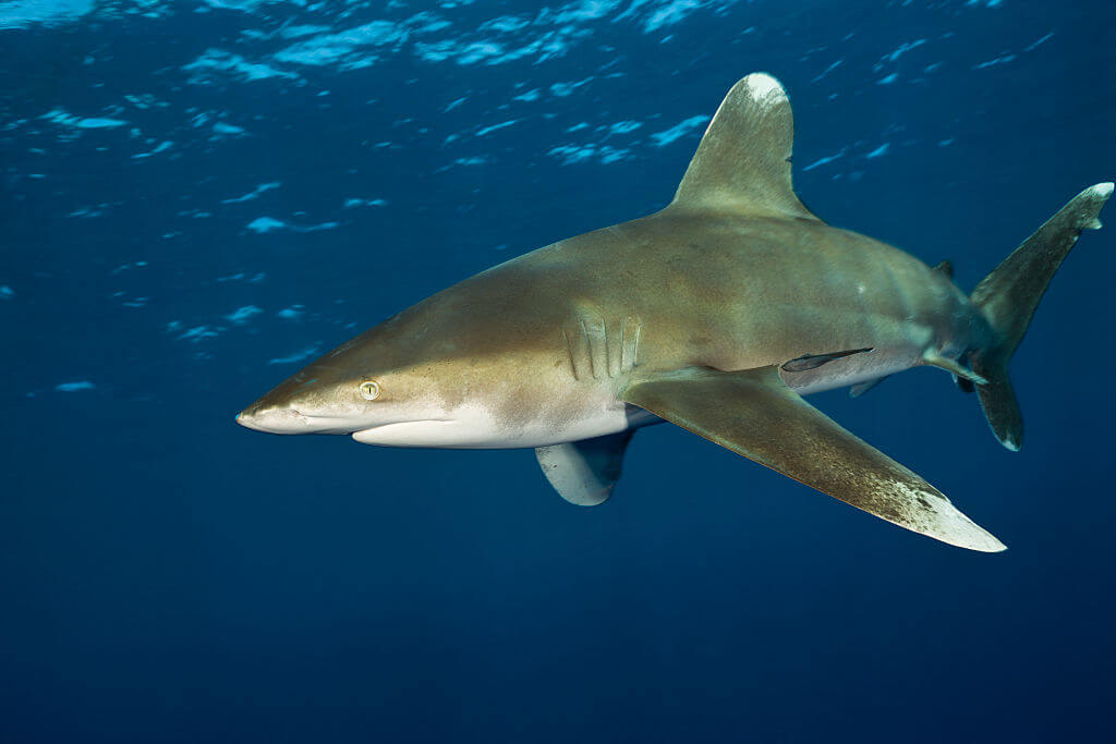 Fearsome Fins: The 5 Deadliest Sharks
