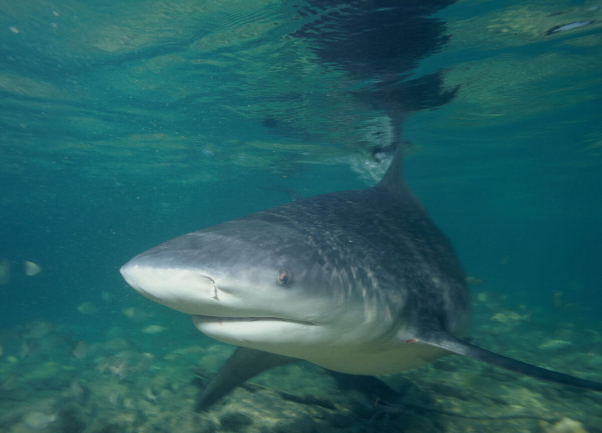 Bull Run: Rising Temperatures Bring Baby Bull Sharks to North Carolina