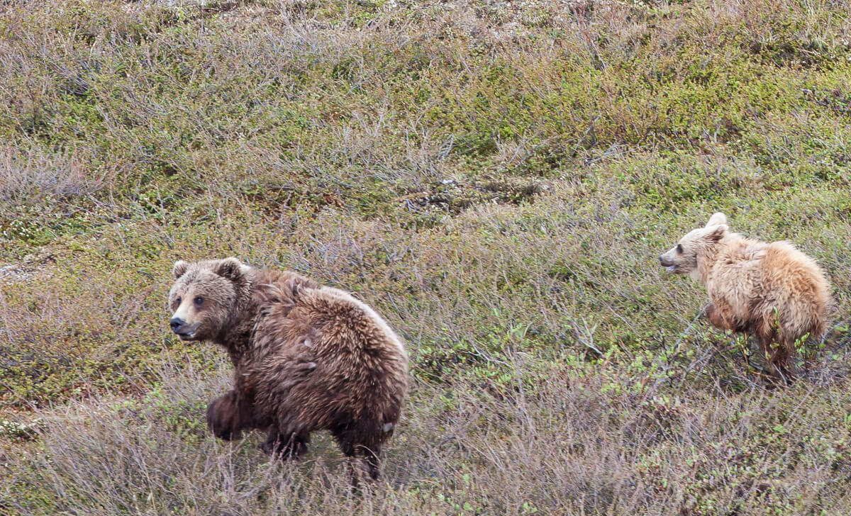 The Fast and the Furry: Bear Wrecks Vintage Sports Car for Food