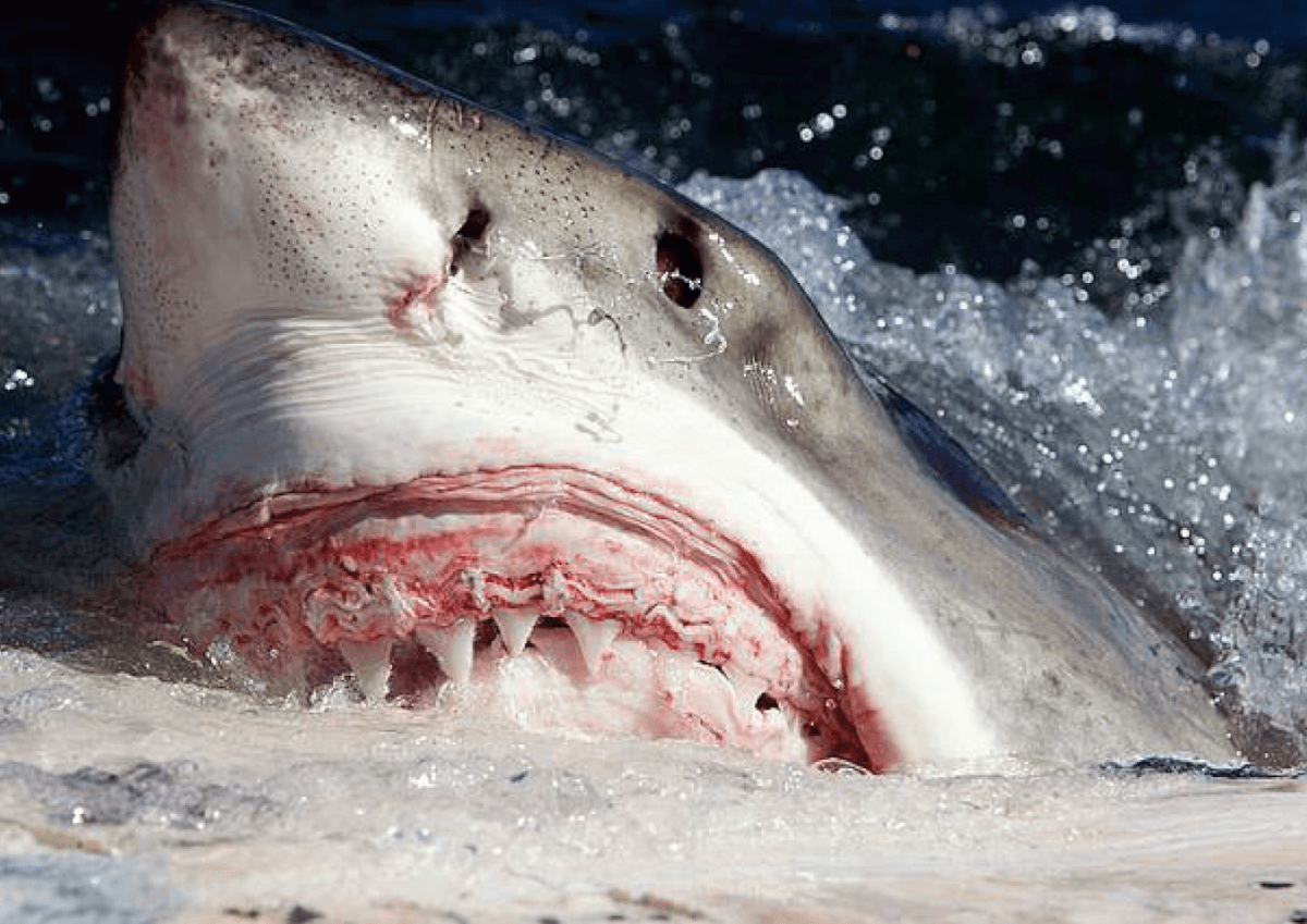 Cape Fear: Man Wounded in Cape Cod Shark Attack