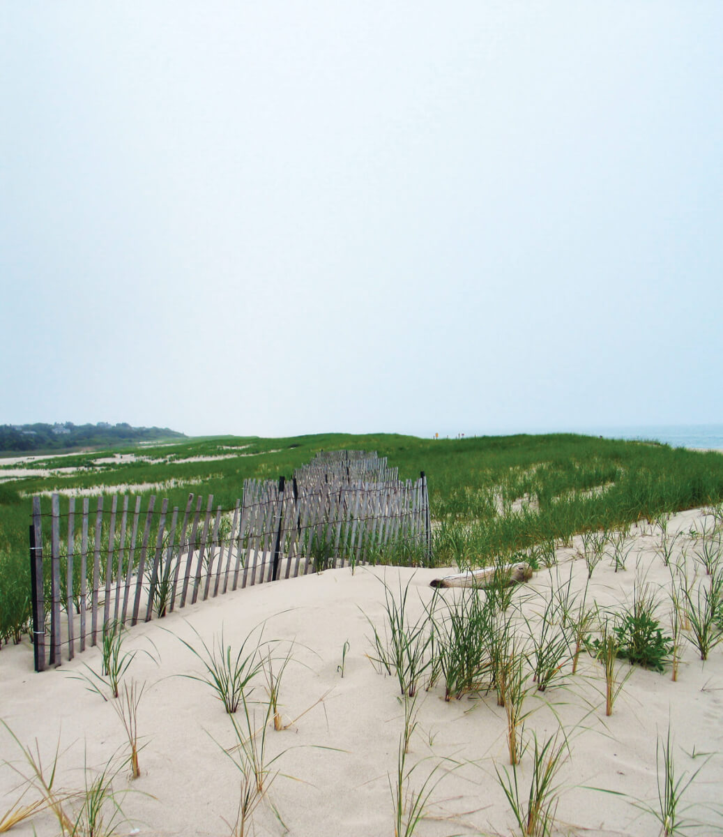 Sand and Salad: Wild Foods Found at the Beach