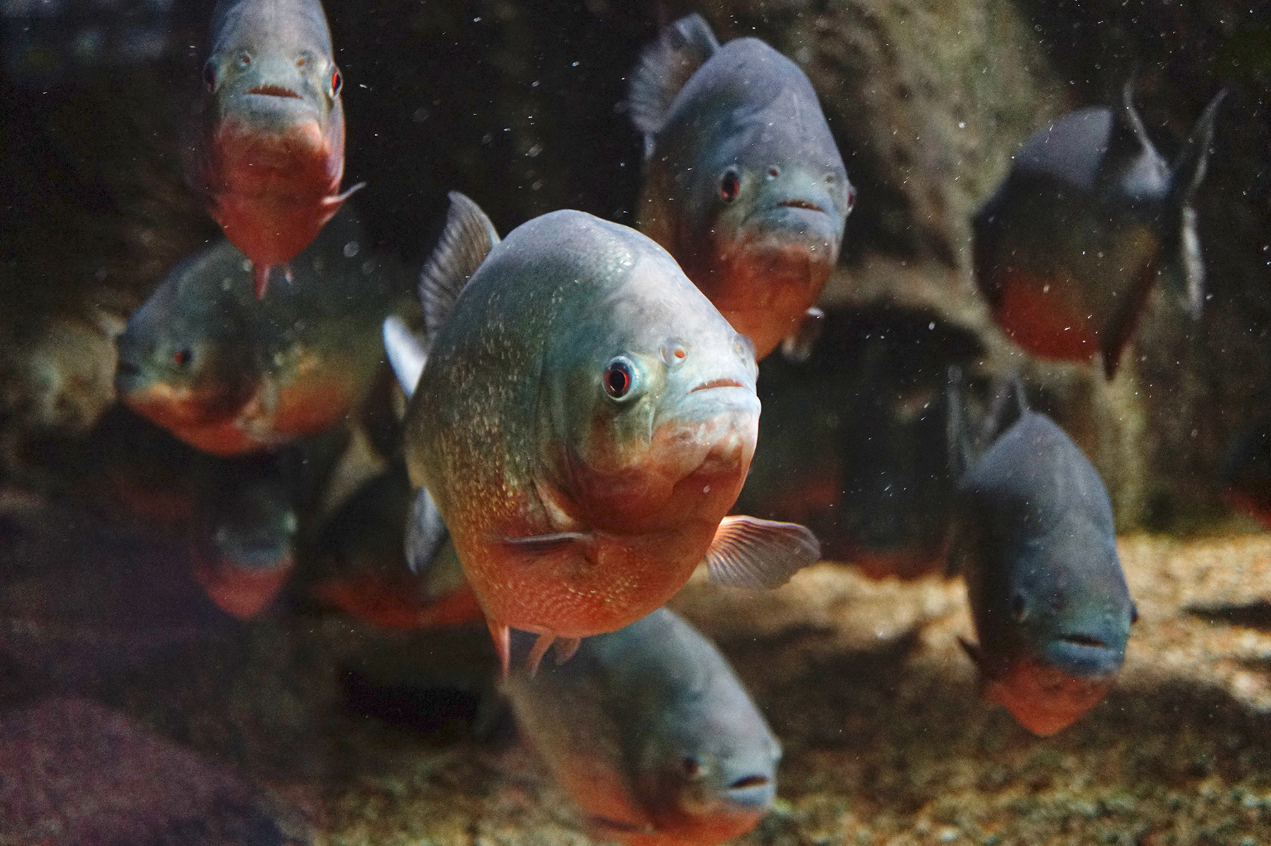 Fatal Frenzy: How to Avoid Piranha Attacks