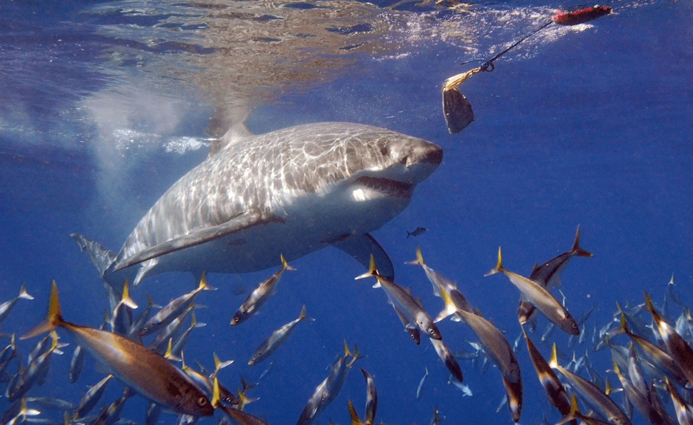 Shark Attack: How to Avoid the Great Maneaters of the Deep
