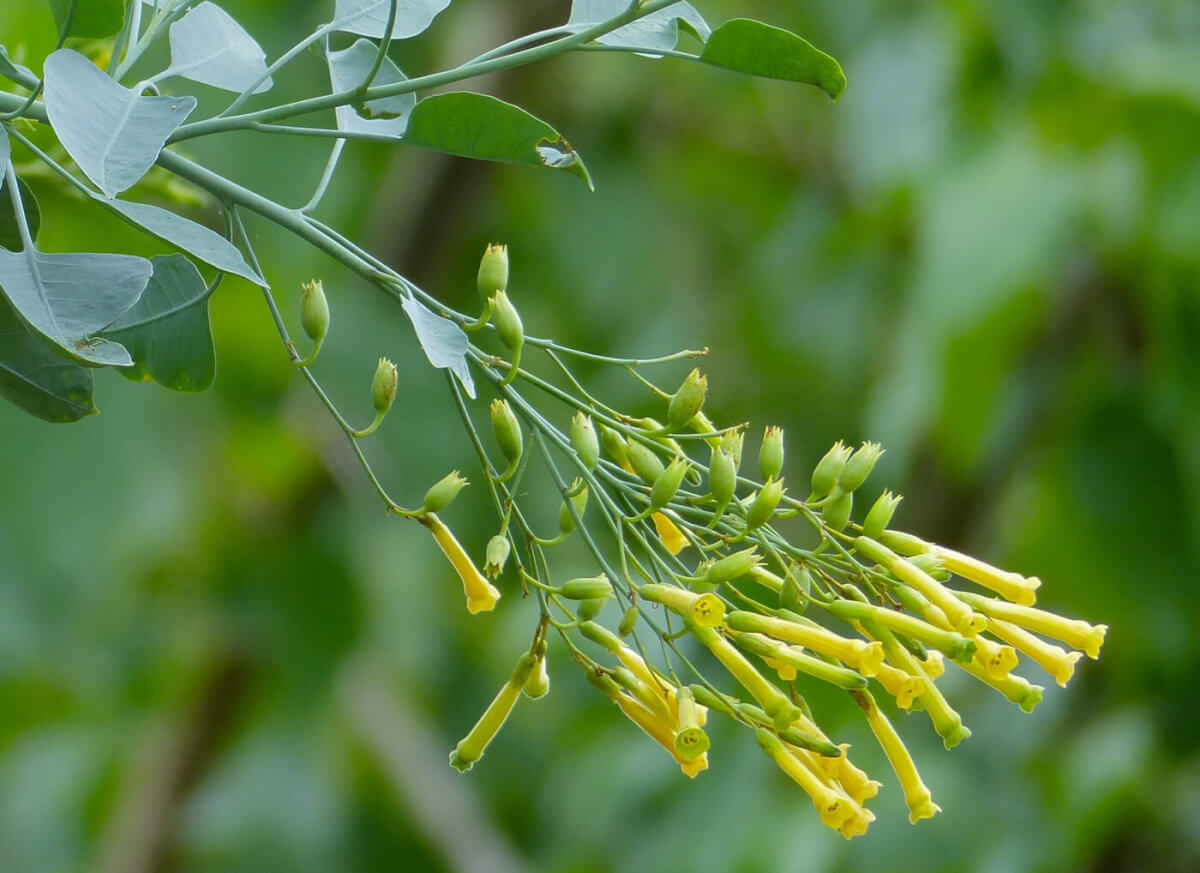 Fatal Flora: The Wild Tree Tobacco