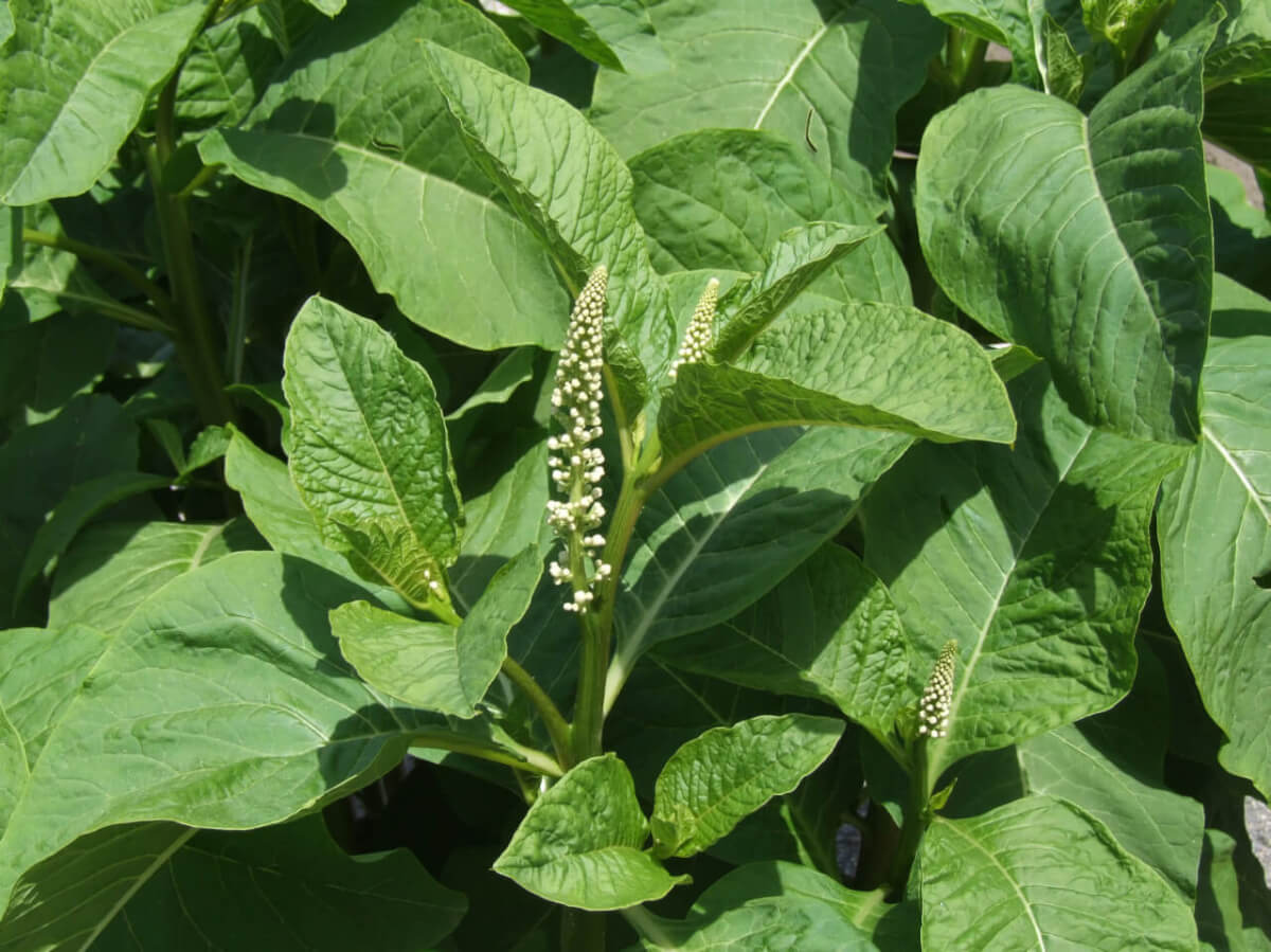 Fatal Flora The Wild Tree Tobacco American Outdoor Guide