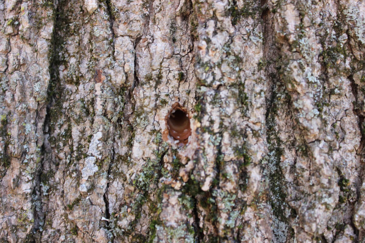 Sweet Survival: How To Make Maple Syrup And Reap Its Benefits In Trade