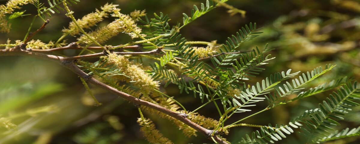 Desert Desserts: Mesquite Pods are One of the Desert's Best Wild Foods