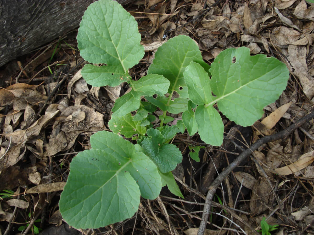 Wild Radishes: North American Bounty