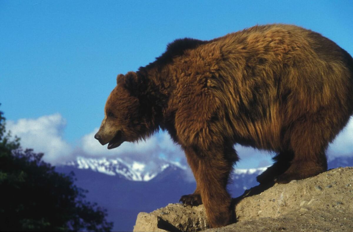 Bear in Mind: Grizzlies are Expanding Range in Northern Rockies