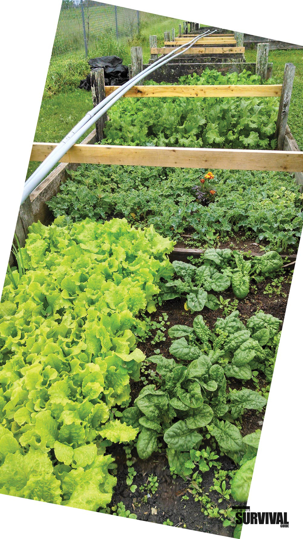 HOW DOES YOUR GARDEN GROW? - American Outdoor Guide