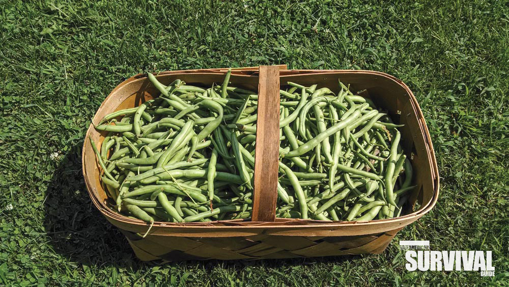 HOW DOES YOUR GARDEN GROW? - American Outdoor Guide