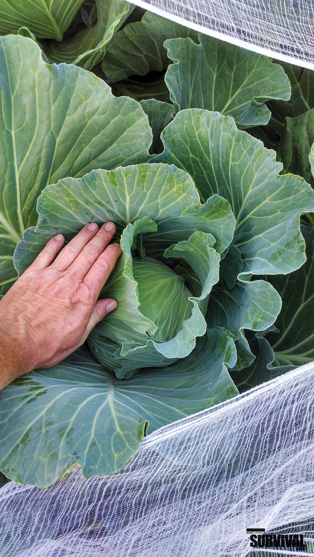 HOW DOES YOUR GARDEN GROW? - American Outdoor Guide