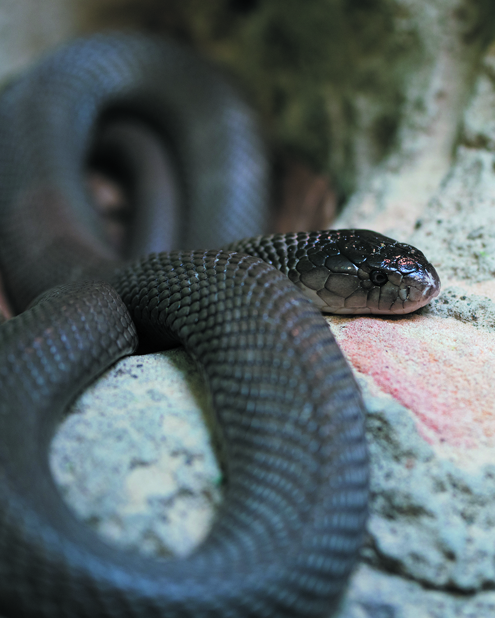 The Mighty Black Mamba, Legends of Venom