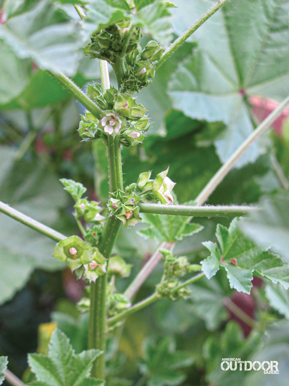 THE MALLOW PLANT’S MANY USES