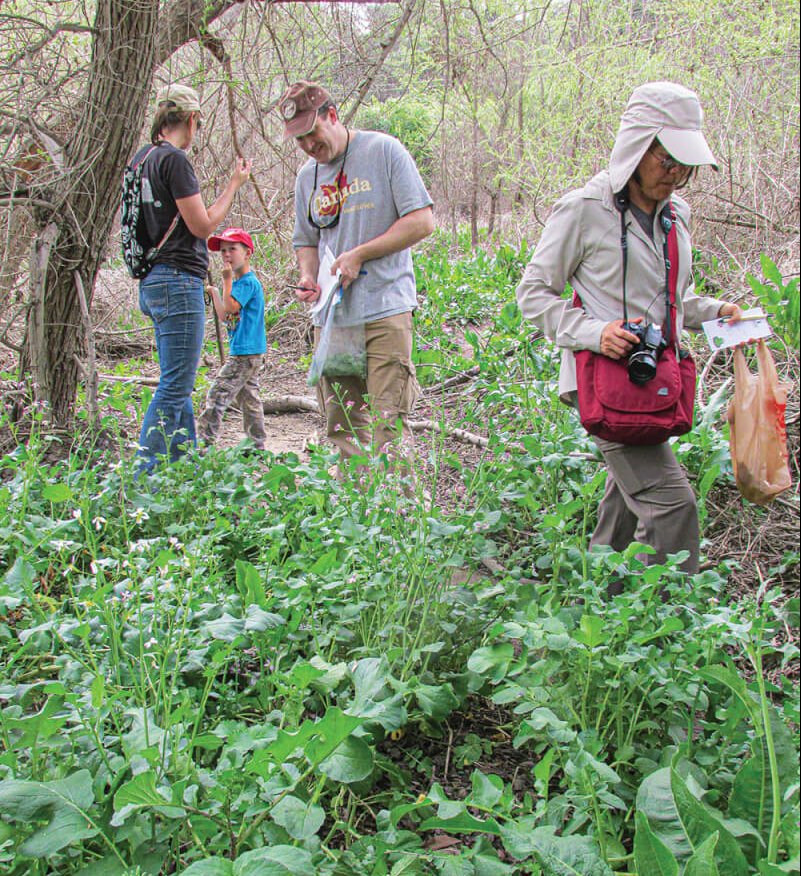 collecting wild foods in a local forest.