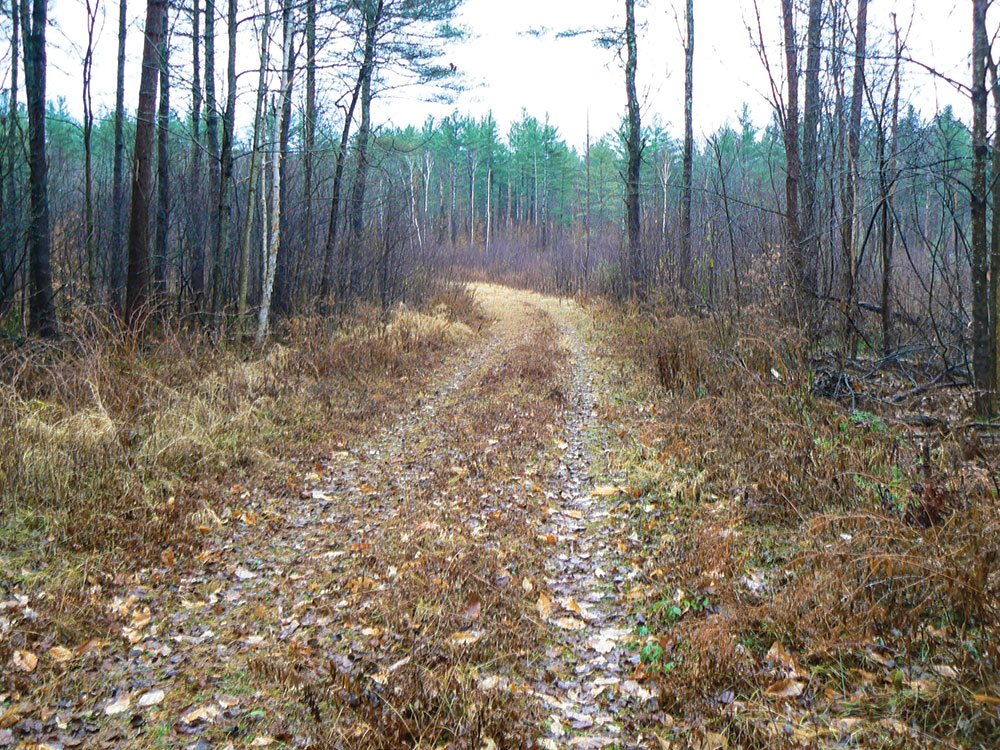 Logging roads