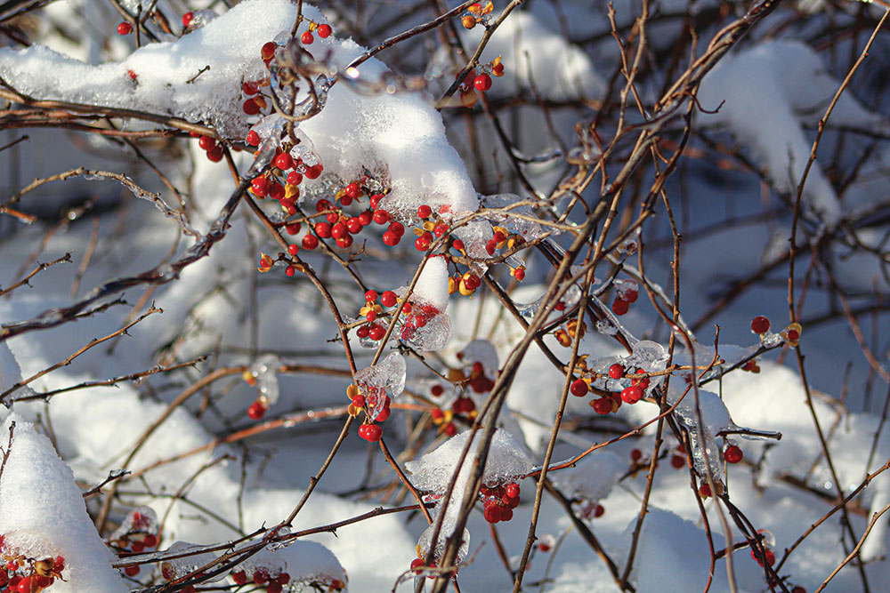  These berries are what keep the small birds hanging around.