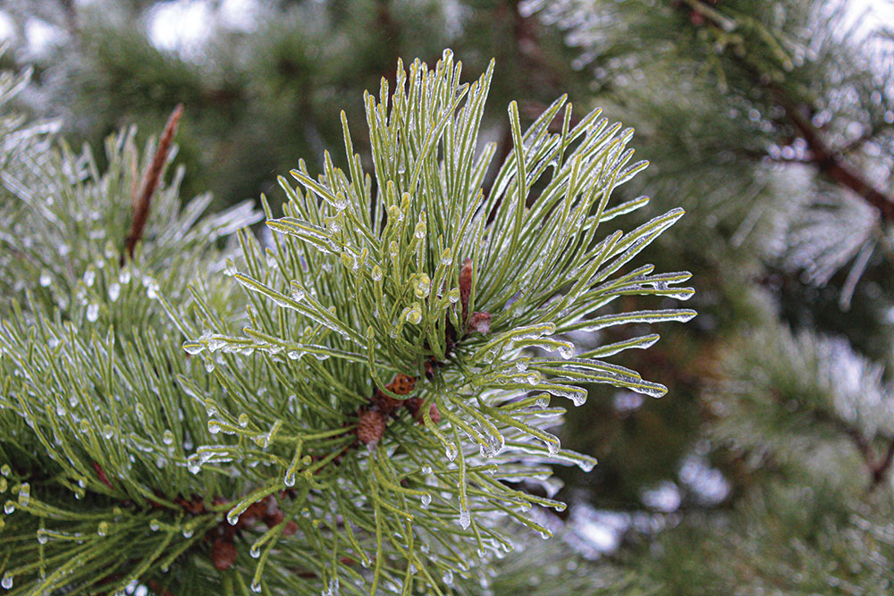 This photo is focused on the thin coating of ice on a spruce branch. 