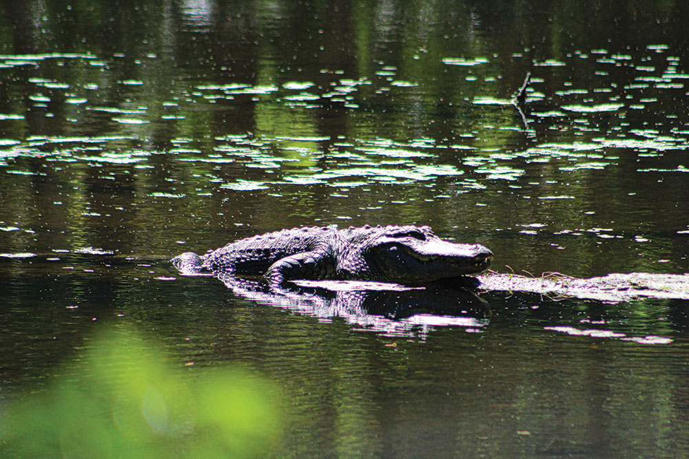 Large alligator in a pond